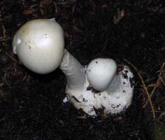 Looking down into the basal cup shows the edge at the right. 